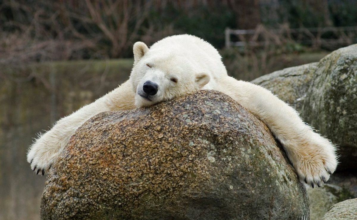 Knut, Urs polar, 19 martie